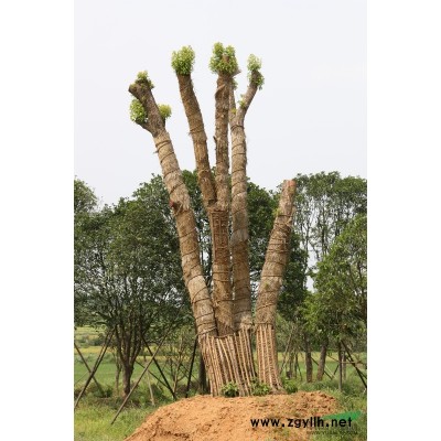 供应国槐油松等各类苗木