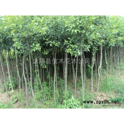 供应4-6米高雪松