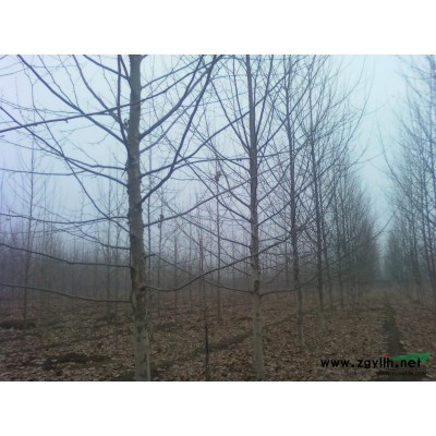 供应法桐、白蜡、国槐、栾树、女贞及小苗。