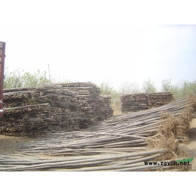 国槐/速生国槐/10公分国槐/15公分国槐/20公分国槐