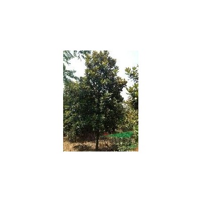 8-16公分黄山栾树