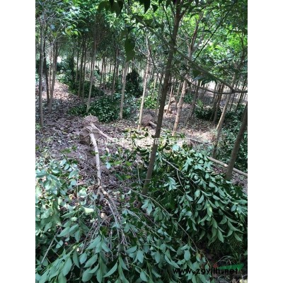 东台三仓海之林苗木基地供应大批栾树