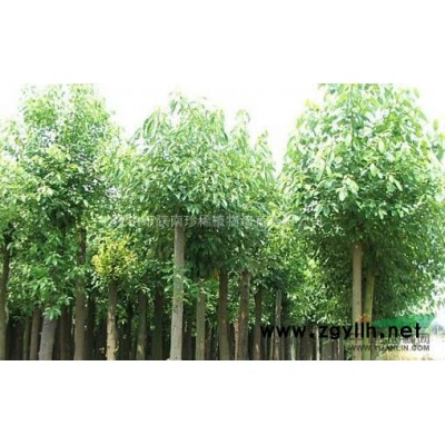 雪松价格详情介绍