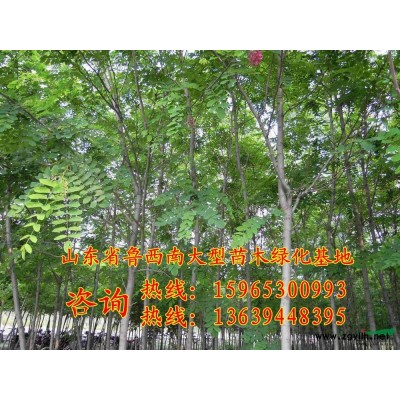 12公分南栾树价格报价