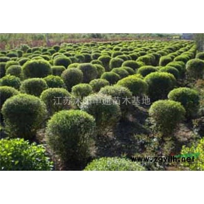 栾树 江苏栾树 栾树规格 栾树照片