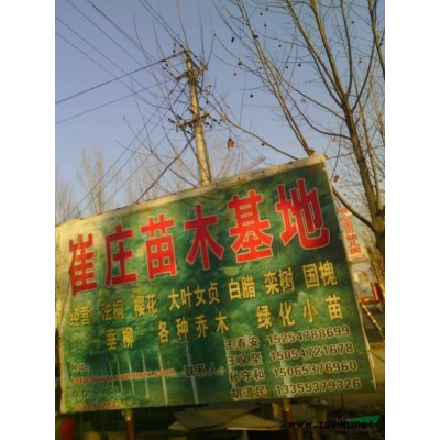 低价供应：法桐。白腊。国槐。栾树。柳树。小苗。