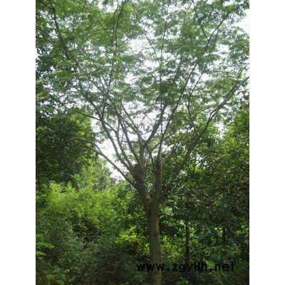 合欢、落羽杉、水杉、黄连木、栾树
