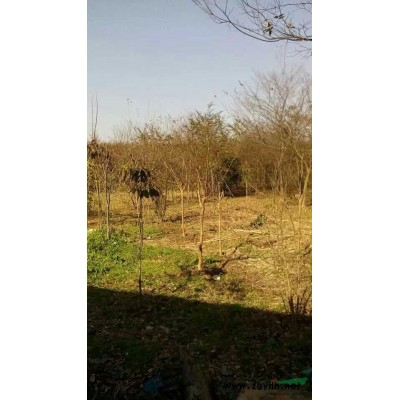 江苏地区供应一两年榉树、朴树、栾树、三角枫、乌桕，大小均有