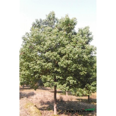 精品栾树