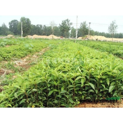 栾树小苗 湖州栾树小苗  浙江栾树小苗 栾树小苗价格 栾树小