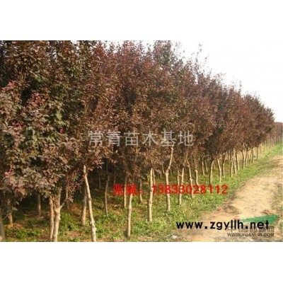 北方栾树哪里有货，河北栾树春欣苗木基地供应