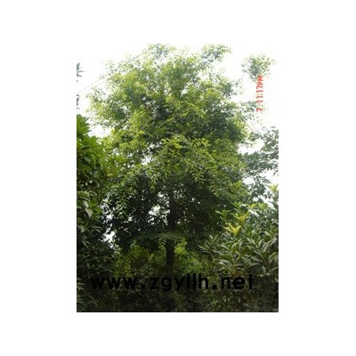 朴树.侧柏.榉树.沙金柏.国槐.栾树.青桐.白蜡.合欢.