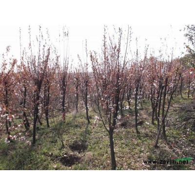 安徽栾树2014年小苗*新价格批发