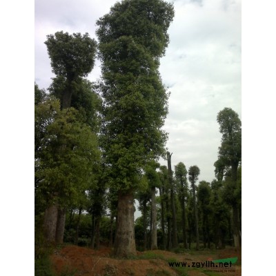 供应香樟 香泡 桂花树 栾树 广玉兰