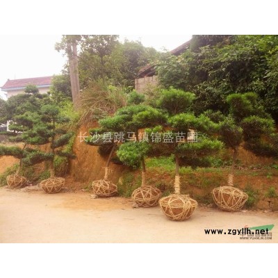 供应2-40cm黄山栾树