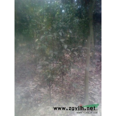 大型苗圃供应栾树3-6公分