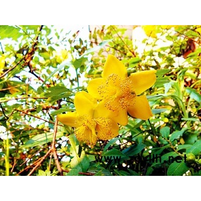 香樟，红枫，雪松，龙柏，黄杨，金叶女贞，大叶女贞