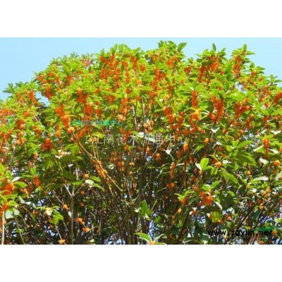 栾树（移栽苗）