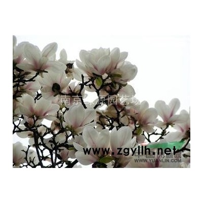 *新栾树价格，2015年栾树*新报价