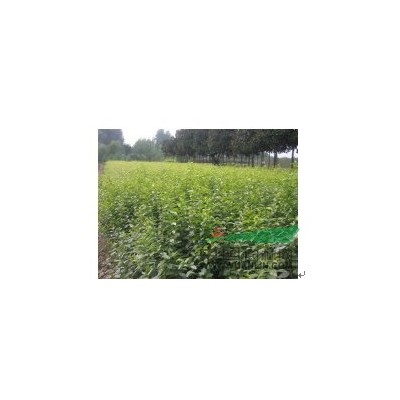 河南雪松*新报价/雪松图片