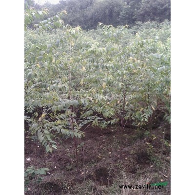 栾树丛生 每股15-20cm