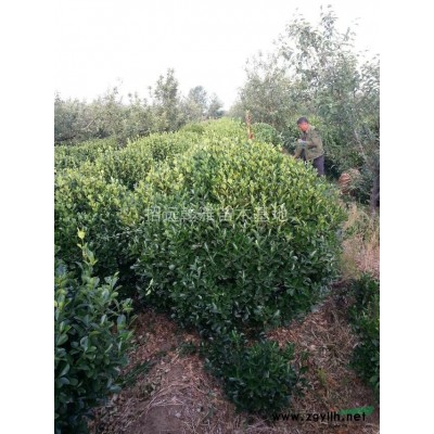 雪松 7至10米供应数量700颗1图片\雪松 7至10米供应数量700颗1报价