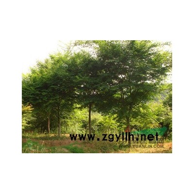 各种规格绿化苗木，法桐，朴树，樱花，国槐