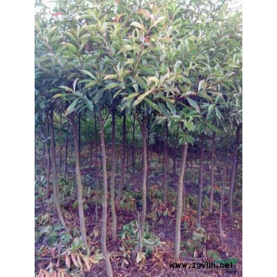 雪松1*新价格/雪松1报价