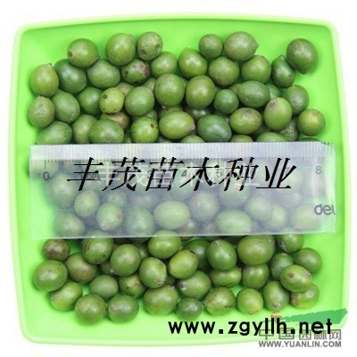 雪松种子多少钱一斤