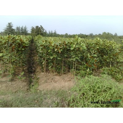 栾树南栾各种规格量大