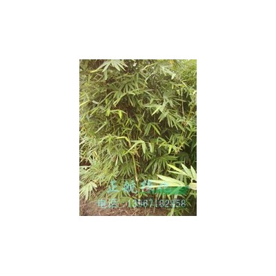 浙江栾树*新报价/栾树图片