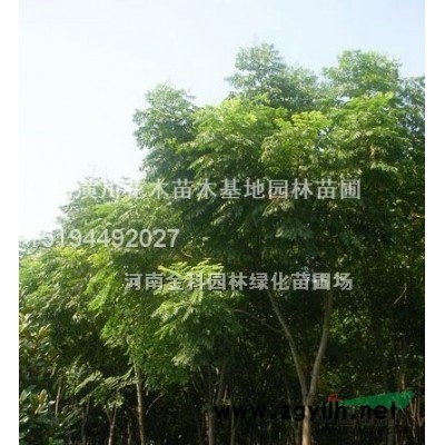 合欢，栾树，法桐，桂花，月桂，四季桂，枇杷，木槿，丁香