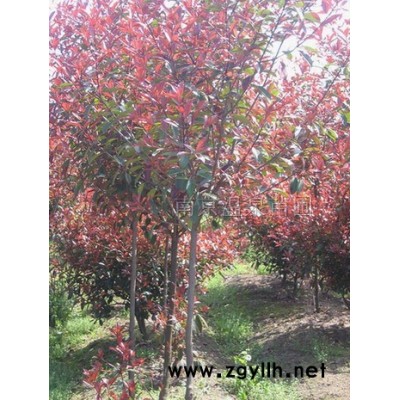 一年生雪松小苗，数量15万棵