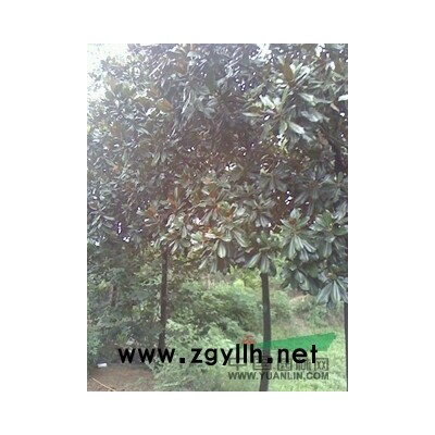 合欢、黄山栾树、法桐、大叶女贞、