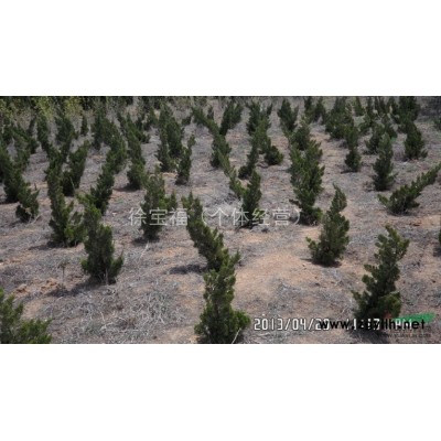 青岛雪松树苗
