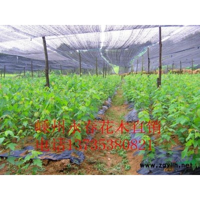 大量提供 8cm-26cm的栾树，树形饱满，价格优惠