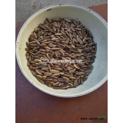 九江栾树林木种子.九江种子.九江种子供应.