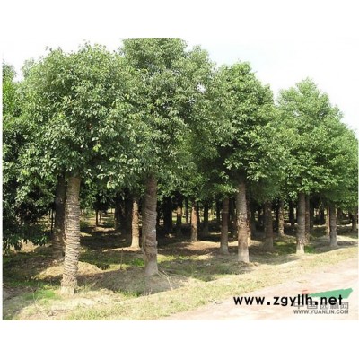 供应15公分截杆栾树