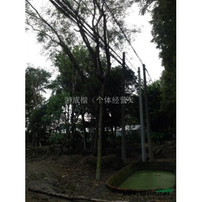 四川地区供应10-20公分栾树 出售四川栾树 四川栾树供应