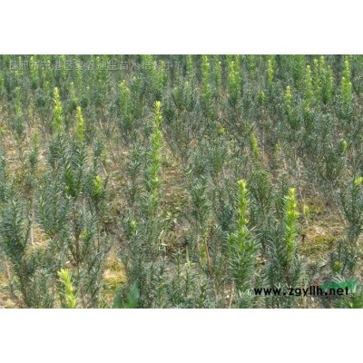 速生金叶栾树小苗