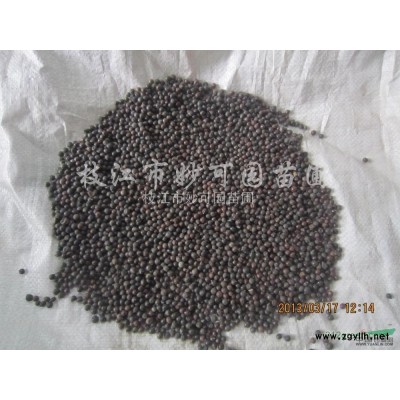 供应湖北栾树种子，黄山栾、摇钱树种子