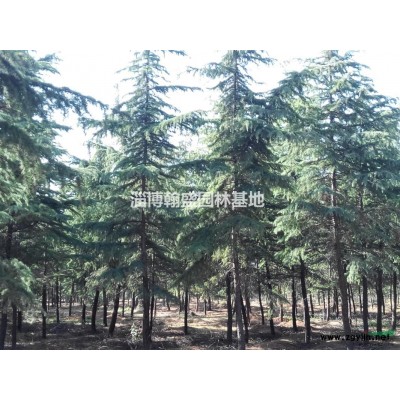 淄博地区供应10-15cm0雪松