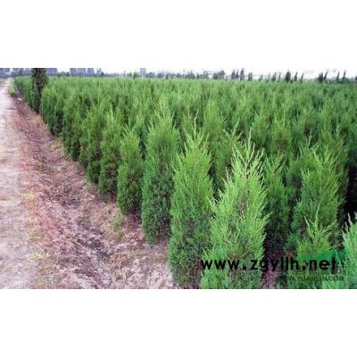 6/5公分红花紫薇树价格多少钱，7/2/米松/南京雪松价格多