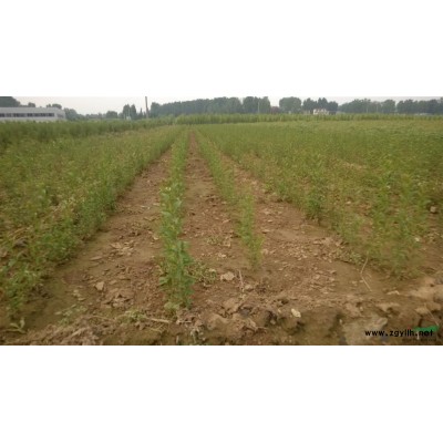 当年，二年平茬栾树苗