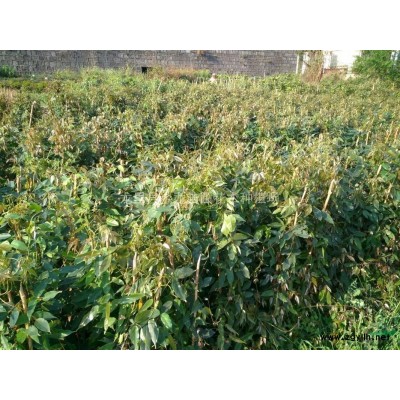 供应各种绿化苗子，雪松小苗，红花月季