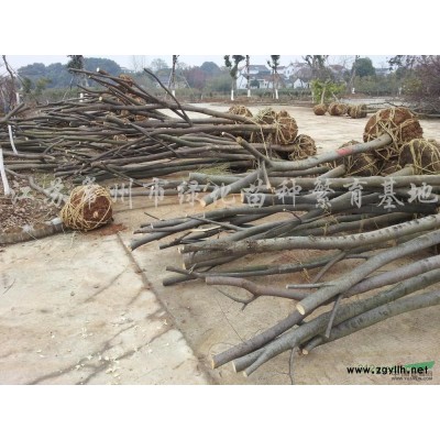 常州各类规格黄山栾树，黄色栾树生长习性