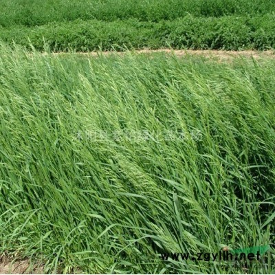 雪松-雪松树苗-四季常绿-雪松树-沭阳苗木-紫怡苗圃直销