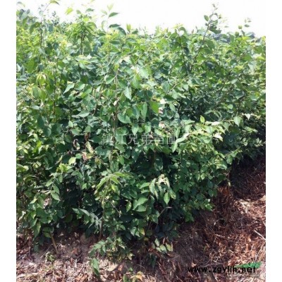 大量供应自家苗圃苗 榉树 朴树 栾树 乌桕 卡苗籽播苗