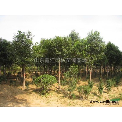 出售大叶女贞、银杏、法桐、雪松