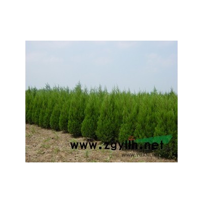 香樟 香樟树 白蜡水蜡苗 榉树 栾树 法桐